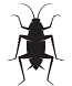 Cockroach (2)