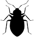 Bedbug (2)