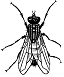 fly-1