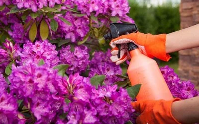 Eco Friendly Pest Control Services in Udaipur