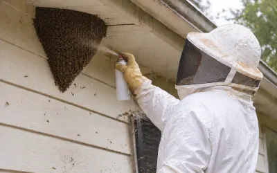 Honey Bee Control in Udaipur