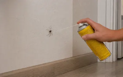 Spider Control in Udaipur