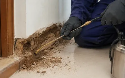 Termite Control in Udaipur