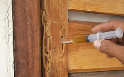 Wood Borer Control in Udaipur